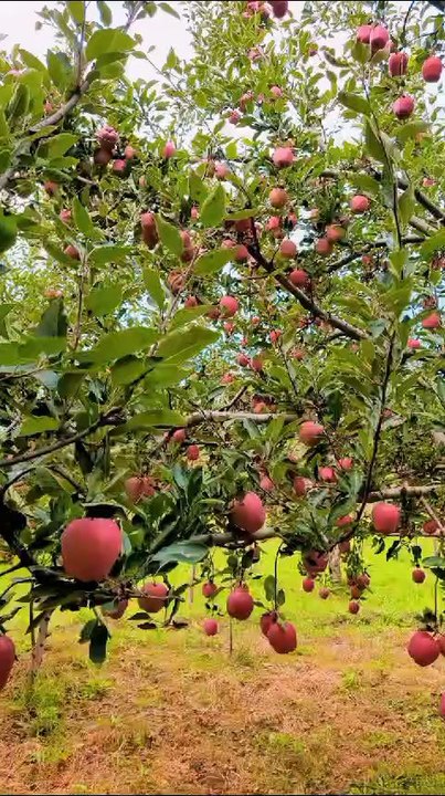 apple