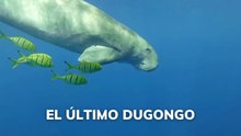 El último dugongo