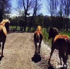 Petit poulinou deviendra grand.