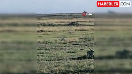 Nesli Tükenen Kara Akbaba Sürüsü Görüntülendi