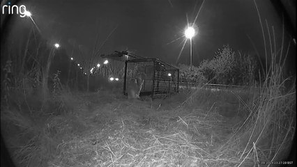Missing dog caused M25 to shut 8 times...but now reunited with family