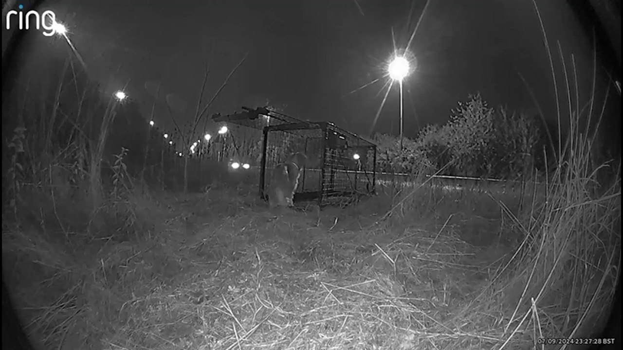 Missing dog caused M25 to shut 8 times...but now reunited with family