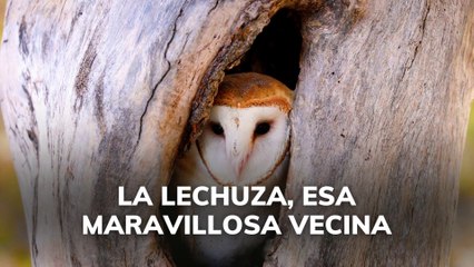 La Lechuza: La Vecina Misteriosa y Encantadora 🦉 - thumbnail