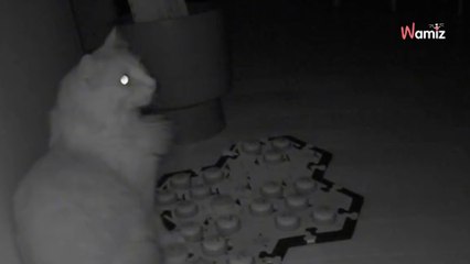 Elle apprend à son chat à parler en langage humain : un mot qu'il prononce lui fait regretter immédiatement (vidéo)