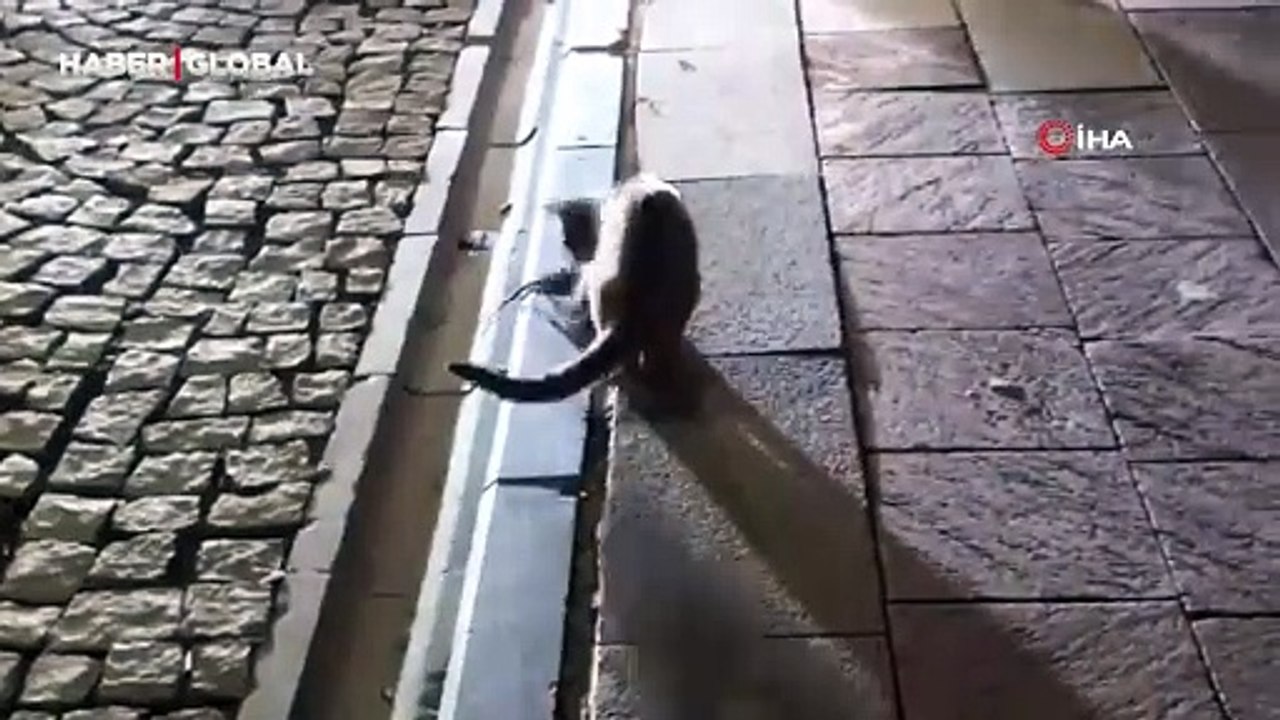 Gümüşhane'de kedi-fare oyunu: Dakikalarca oynaşıp durdular