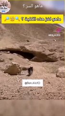 شاهد ماذا يفعل هذا الحيوان : غريب أمره، شاهد اخر الفيديو