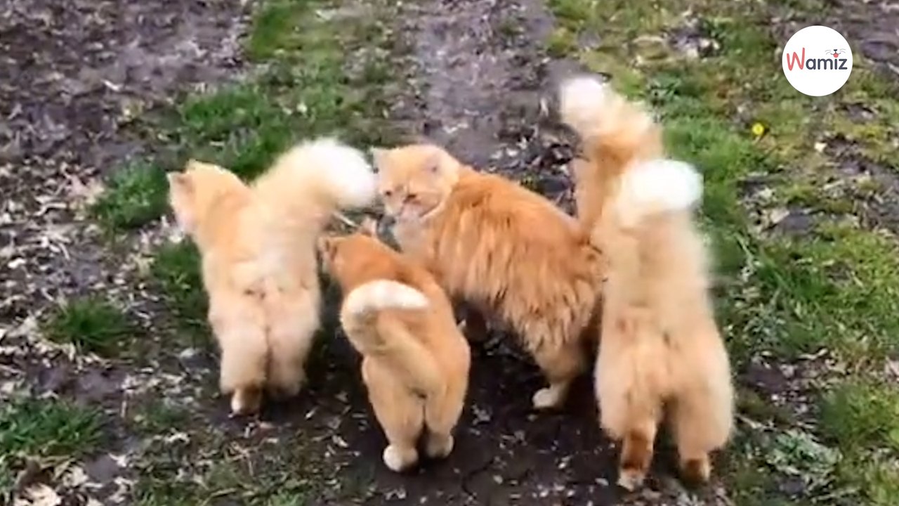 Paar besichtigt alten Bauernhof: Im Inneren leben ganz besondere Bewohner!