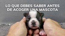 Lo que debes saber antes de acoger una mascota