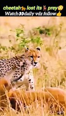 Cheetahhunt impala | cheetah attack | cute cheetah cubs | #trending #animals #wild