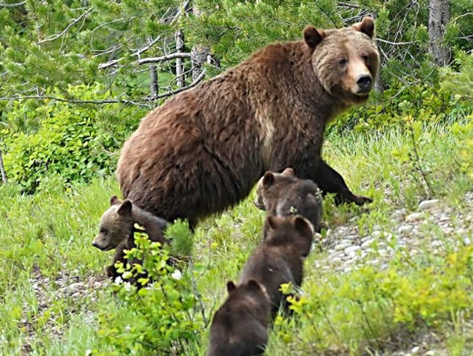 Berühmte Grizzlybärin '399' stirbt bei Autounfall