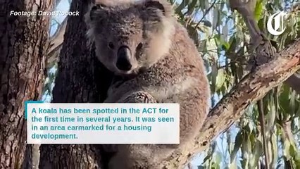 Koala sighting in the ACT sparks concerns