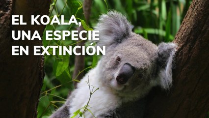 El koala una especie en extinción