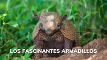 Los fascinantes armadillos