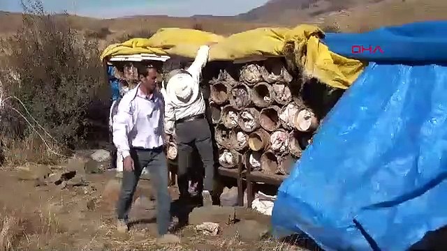 Kilosu 2 bin TL: Dağlarda yetişen yenilebilen altın hasadı başladı