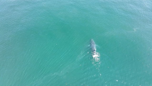 Whale With No Tail Swimming Off The Coast Of Washington State