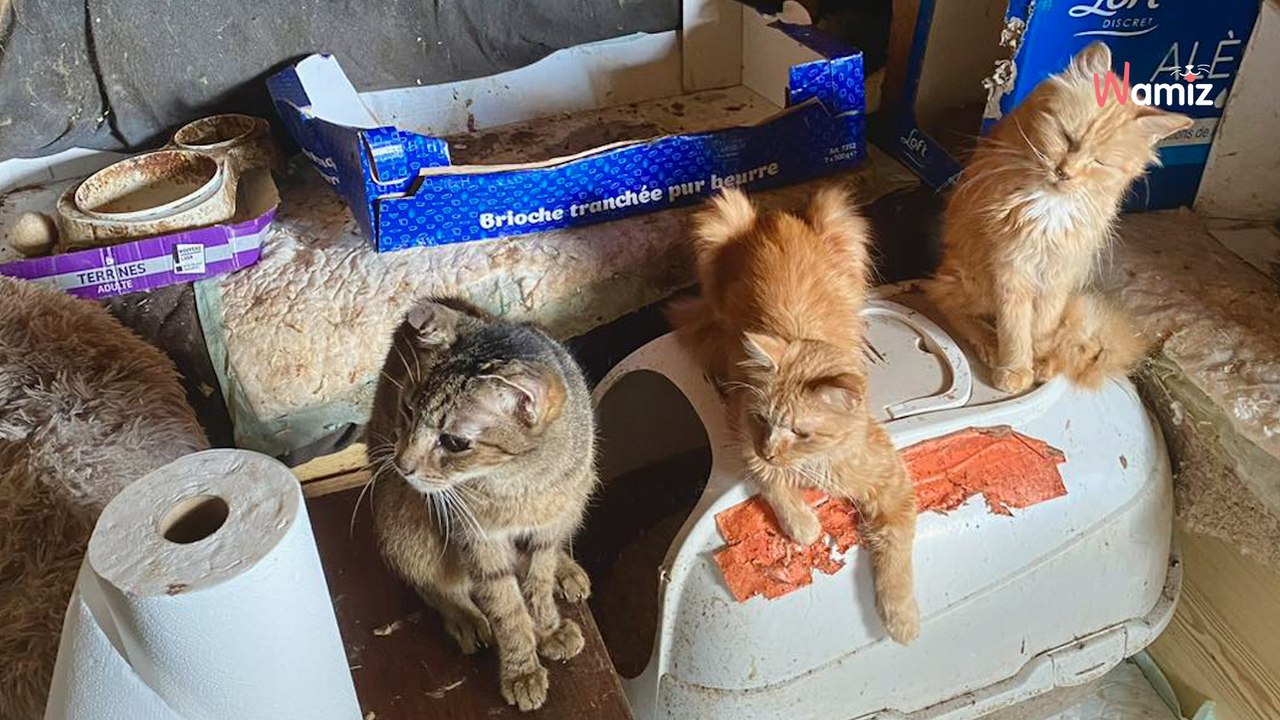 Bourgogne-Franche-Comté : ils découvrent une trentaine de chats maltraités dans un bungalow de 15 mètres carrés