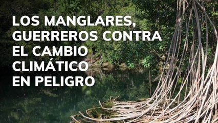 Los manglares guerreros contra el cambio climático