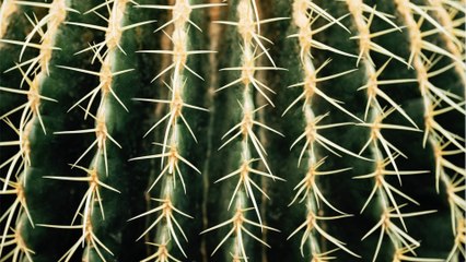 Eine skurrile Schutzmaßnahme: Darum haben Kakteen hier nun Hausverbot