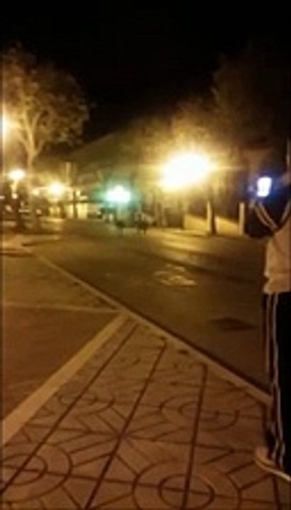 I cinghiali arrivano a Fossacesia