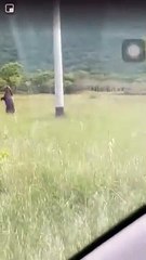 L'orso si alza e si fa fotografare