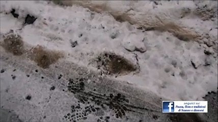 Orso scorrazza sulla neve nel Parco