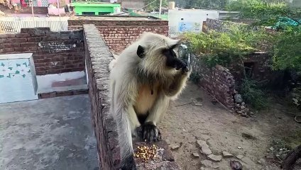 Very hungry monkey