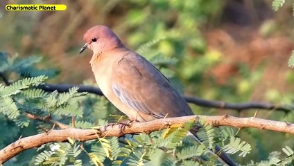 Laughing Dove Habitat Secrets: The Perfect Environment for These Birds