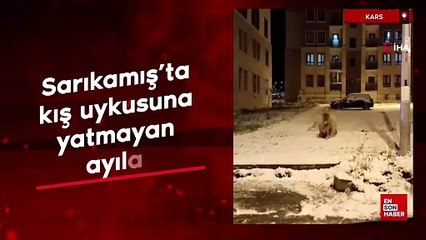 Kars Sarıkamış’ta kış uykusuna yatmayan ayılar