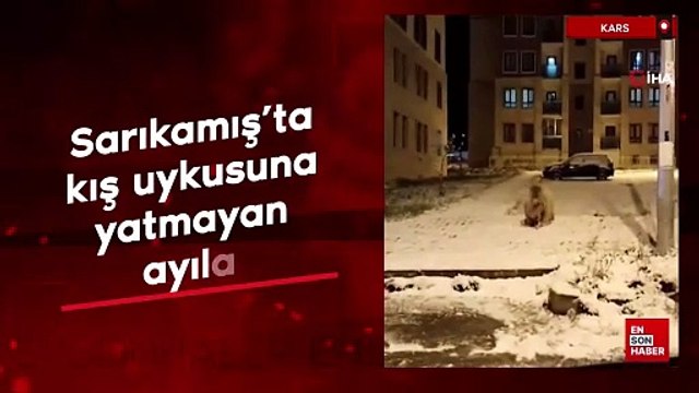 Kars Sarıkamış’ta kış uykusuna yatmayan ayılar