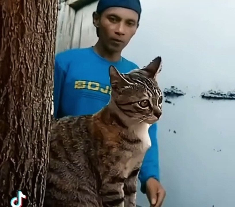 "Curious Cats in Hilarious Situations"