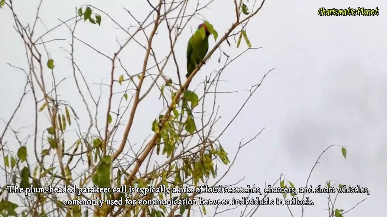 Plum-headed parakeet voice ! Plum-headed parakeet Call ! Plum-headed parakeet Sound ! Plum-headed Parrot Sound Call Voice