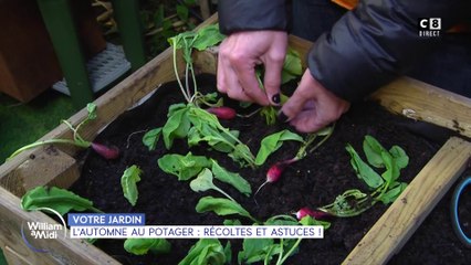 Votre jardin : L'automne au potager, récoltes et astuces !