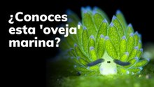Conoces esta oveja marina