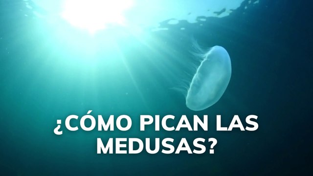 ¿Cómo pican las medusas?