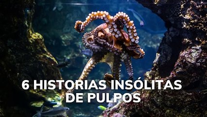 6 historias insólitas de pulpos