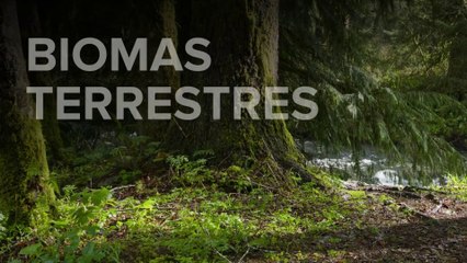 Biomas terrestres