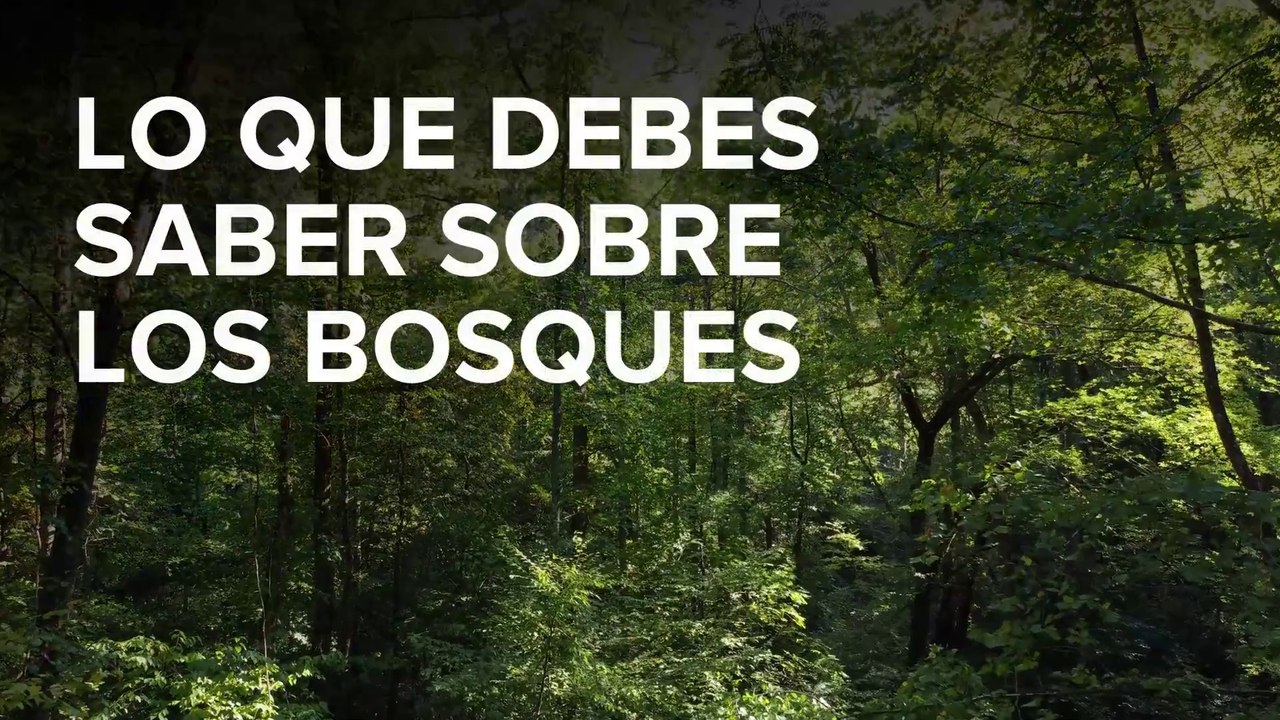 Lo que debes saber sobre los bosques