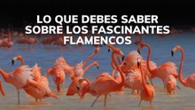 Lo que debes saber sobre los fascinantes flamencos