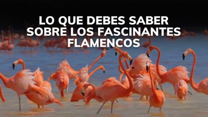 Lo que debes saber sobre los fascinantes flamencos