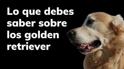 Lo que debes saber sobre los Golden retriever