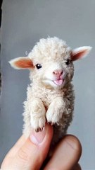 Little Paws, Big Hearts