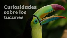Curiosidades sobre los tucanes