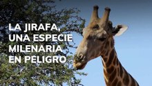 La jirafa una especie milenaria en peligro