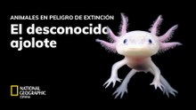 El desconocido ajolote