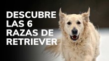 Descubre las 6 razas de Retrievers