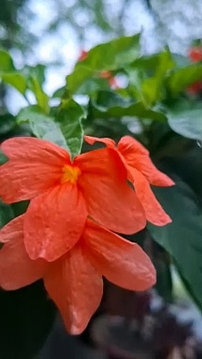 MY GARDEN
