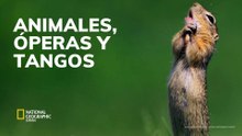 Animales Óperas y Tango