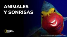 Animales y sonrisas