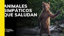 Animales simpáticos que saludan