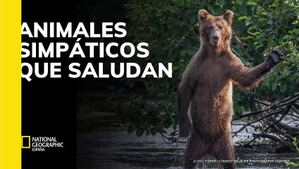 Animales simpáticos que saludan